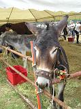 FieraBestiane (31)